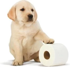 Scottex Toiletpapier - Kussenzacht Design Wc Papier - 84 Rollen 8 Scottex Toiletpapier - Kussenzacht Design Wc Papier - 84 Rollen -Huishoud Verkoop 1200x1142 2