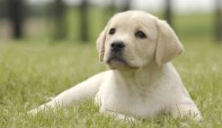 Page Toiletpapier - Eco - Duurzaam - 24 Rollen - Voordeelverpakking -Huishoud Verkoop 1200x697